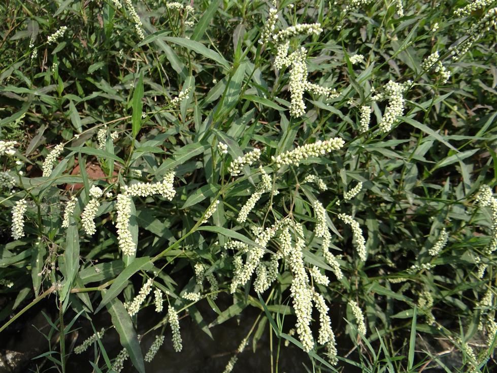 Persicaria barbata